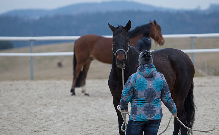 horsemanship