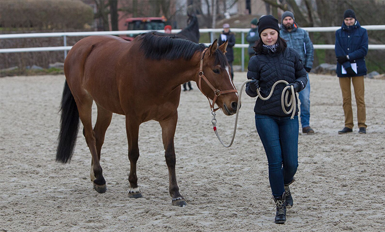 horsemanship