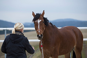 horsemanship