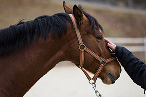 horsemanship