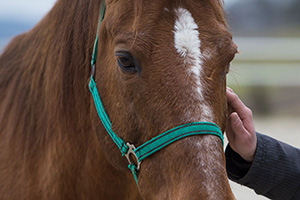 horsemanship