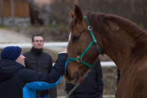 horsemanship